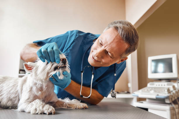 Best Weekend Emergency Dentist in Concordia, MO